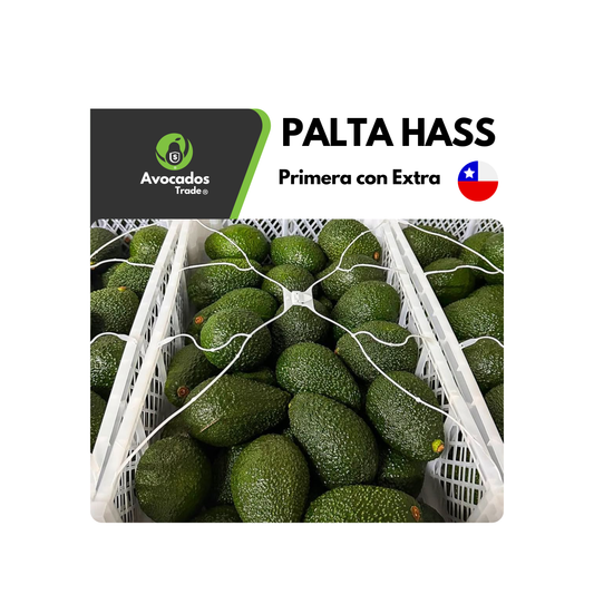 Palta Hass Chilena | "Ready to Eat": Calidad Extra - Primera (1 kg).
